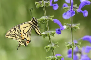 Swallowtail butterfly (Papilio machaon) nectaring on Meadow clary (Salvia pratensis) Swallowtail butterfly (Papilio machaon) nectaring on Meadow clary (Salvia pratensis)