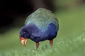 Takahe (Porphyrio mantelli) eating grass, Tiritiri Mantangi Island Scientific Reserve Takahe (Porphyrio mantelli) eating grass, Tiritiri Mantangi Island Scientific Reserve
