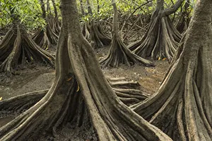 Tea mangroves (Pelliciera rhizophorae) Pochote Estuary, Costa Rica. Vulnerable species Tea mangroves (Pelliciera rhizophorae) Pochote Estuary, Costa Rica. Vulnerable species