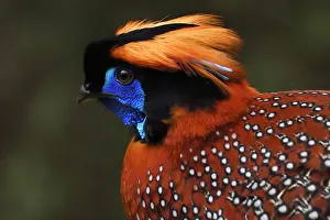 Temminck's tragopan (Tragopan temminckii) male bird walking throught the forest Temminck's tragopan (Tragopan temminckii) male bird walking throught the forest