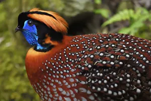 Temminck's tragopan (Tragopan temminckii) male bird walking throught the forest Temminck's tragopan (Tragopan temminckii) male bird walking throught the forest