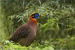 Temminck's tragopan (Tragopan temminckii) Tangjiahe Nature Reserve, Sichuan province Temminck's tragopan (Tragopan temminckii) Tangjiahe Nature Reserve, Sichuan province