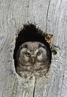 Tengmalm's / Boreal owl (Aegolius funereus) looking out of hole in tree, Kuusamo Tengmalm's / Boreal owl (Aegolius funereus) looking out of hole in tree, Kuusamo