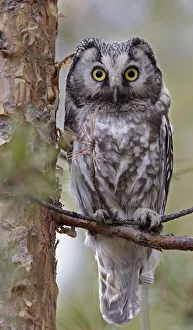 Tengmalm's / Boreal owl (Aegolius funereus) perched on branch, Kuusamo, Finland, May Tengmalm's / Boreal owl (Aegolius funereus) perched on branch, Kuusamo, Finland, May