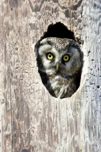 Tengmalm's Owl, Boreal Owl (Aegolius funereus) looking out from its nest hole, Norway Tengmalm's Owl, Boreal Owl (Aegolius funereus) looking out from its nest hole, Norway