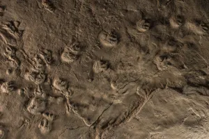 Tetrapod tracks preserved in rock at the Joggins Fossil Cliffs UNESCO World Heritage Site Tetrapod tracks preserved in rock at the Joggins Fossil Cliffs UNESCO World Heritage Site