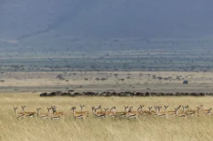 Thomson's gazelle (Eudorcas thomsonii) herd with Wildebeest herd visible beyond Thomson's gazelle (Eudorcas thomsonii) herd with Wildebeest herd visible beyond