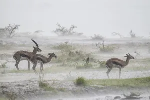 Thomson's gazelle (Eudorcas thomsonii) male and two females standing in rainstorm Thomson's gazelle (Eudorcas thomsonii) male and two females standing in rainstorm