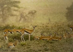 Thomson's gazelle (Eudorcas thomsonii) herd. Serengeti National Park, Serengeti Thomson's gazelle (Eudorcas thomsonii) herd. Serengeti National Park, Serengeti
