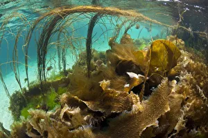 Thong seaweed (Himanthalia elongata) and various other seaweeds in shallow water Thong seaweed (Himanthalia elongata) and various other seaweeds in shallow water
