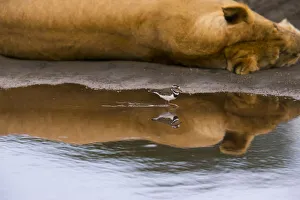 Three-banded plover (Charadrius tricollaris) in water, with Lion (Panthera leo Three-banded plover (Charadrius tricollaris) in water, with Lion (Panthera leo