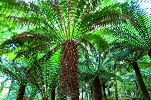 Tree ferns (Cyatheaceae) in Kells Bay Gardens, Ring of Kerry, Iveragh Peninsula Tree ferns (Cyatheaceae) in Kells Bay Gardens, Ring of Kerry, Iveragh Peninsula
