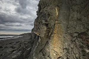 Tree-like lycopodiophyte (Sigillaria) preserved in situ at Joggins Fossil Cliffs Tree-like lycopodiophyte (Sigillaria) preserved in situ at Joggins Fossil Cliffs