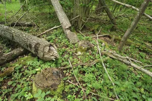 Trees felled by Eurasian beavers (Castor fiber) Moricsala Strict Nature Reserve Trees felled by Eurasian beavers (Castor fiber) Moricsala Strict Nature Reserve