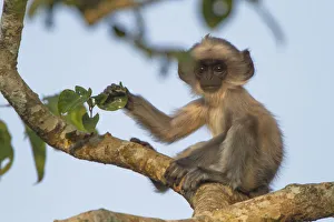 Tufted grey langur (Semnopithecus priam) baby in tree, Nilgiri Biosphere Reserve Tufted grey langur (Semnopithecus priam) baby in tree, Nilgiri Biosphere Reserve