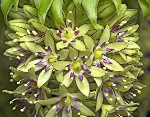 Two-coloured pineapple lily (Eucomis bicolor) in visible light. Cultivated in garden Two-coloured pineapple lily (Eucomis bicolor) in visible light. Cultivated in garden