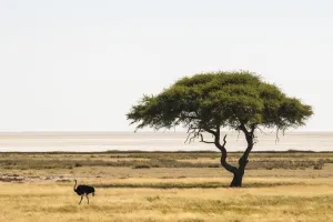 Umbrella thorn tree (Vachellia tortilis) in the Etosha pan with common ostrich Umbrella thorn tree (Vachellia tortilis) in the Etosha pan with common ostrich