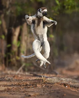 Verreaux's sifaka lemur (Propithecus verreauxi) dancing or skipping across open ground Verreaux's sifaka lemur (Propithecus verreauxi) dancing or skipping across open ground