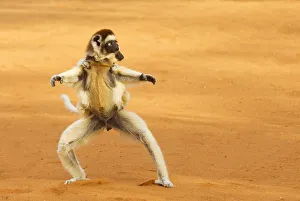 Verreaux's sifaka (Propithecus verreauxi) running with young on back, Berenty Reserve Verreaux's sifaka (Propithecus verreauxi) running with young on back, Berenty Reserve