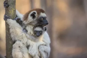 Verreauxs Sifaka (Propithecus verreauxi) holding baby, Berenty Reserve, Madagascar Verreauxs Sifaka (Propithecus verreauxi) holding baby, Berenty Reserve, Madagascar