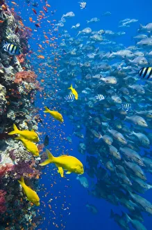 The vertical reef wall at Shark Reef, Ras Mohammed, with Scalefin anthias (Pseudanthias The vertical reef wall at Shark Reef, Ras Mohammed, with Scalefin anthias (Pseudanthias