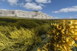 View of colorful seaweeds and rich intertidal zone around Borgles Island, Nova Scotia View of colorful seaweeds and rich intertidal zone around Borgles Island, Nova Scotia