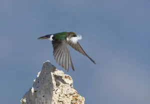 Violet-green Swallow (Tachycineta thalassina), female in flight carrying a feather for Violet-green Swallow (Tachycineta thalassina), female in flight carrying a feather for