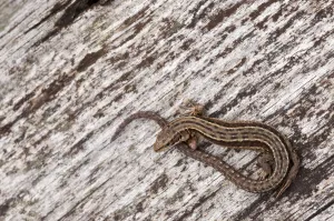 Viviparous or Common Lizard (Lacerta vivipara) basking on wood, Arne RSPB reserve Viviparous or Common Lizard (Lacerta vivipara) basking on wood, Arne RSPB reserve