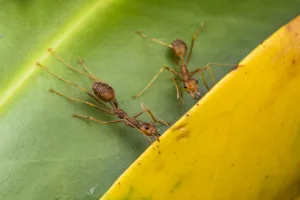 Weaver ants (Oecophylla smaragdina) holding leaves together during nest building Weaver ants (Oecophylla smaragdina) holding leaves together during nest building