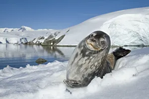 Weddell seal (Leptonychotes weddellii) hauled out on ice, Antarctic Peninsula, Antarctica Weddell seal (Leptonychotes weddellii) hauled out on ice, Antarctic Peninsula, Antarctica