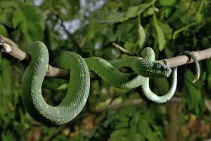West African tree viper (Atheris chlorechis) on branch Togo. Controlled conditions West African tree viper (Atheris chlorechis) on branch Togo. Controlled conditions