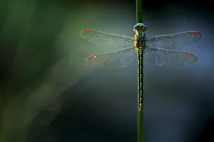 Western clubtail dragonfly (Gomphus pulchellus), Sierra de Grazalema Natural Park Western clubtail dragonfly (Gomphus pulchellus), Sierra de Grazalema Natural Park