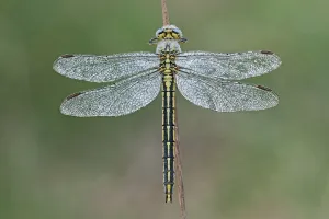 Western clubtail (Gomphus pulchellus) female, Groot Schietveld, Wuustwezel, Belgium, May Western clubtail (Gomphus pulchellus) female, Groot Schietveld, Wuustwezel, Belgium, May