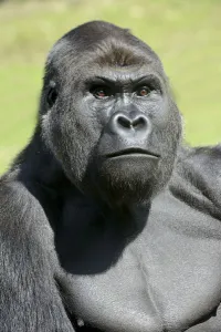 Western lowland gorilla (Gorilla gorilla gorilla) captive in zoo, native to west Africa Western lowland gorilla (Gorilla gorilla gorilla) captive in zoo, native to west Africa