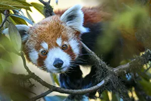 Western red panda (Ailurus fulgens fulgens) climbing in tree. Singalila National Park Western red panda (Ailurus fulgens fulgens) climbing in tree. Singalila National Park