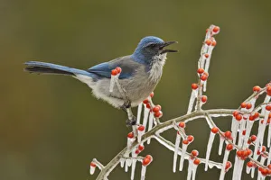 Western Scrub-Jay (Aphelocoma californica), adult calling on icy branch of Possum Haw Western Scrub-Jay (Aphelocoma californica), adult calling on icy branch of Possum Haw