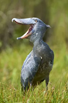 Whale headed / Shoebill (Balaeniceps rex) vocalising. Swamps of Mabamba, Lake Victoria Whale headed / Shoebill (Balaeniceps rex) vocalising. Swamps of Mabamba, Lake Victoria