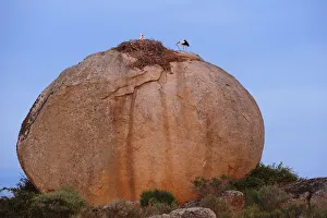 White storks (Ciconia ciconia) at nest, on large granite boulder, Los Barruecos Natural Monument White storks (Ciconia ciconia) at nest, on large granite boulder, Los Barruecos Natural Monument