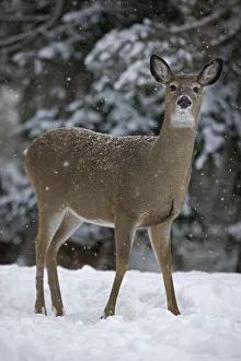 White-tailed deer (Odocoileus virginianus) doe standing in snow, New York, USA White-tailed deer (Odocoileus virginianus) doe standing in snow, New York, USA
