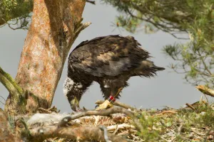 White-tailed sea eagle (Haliaeetus albicilla) 5 week chick feeding on prey in nest White-tailed sea eagle (Haliaeetus albicilla) 5 week chick feeding on prey in nest