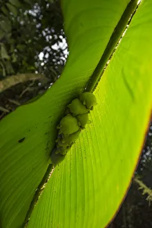 White tent making bat (Ectophylla alba) roosting in Heleconia leaf, La Selva Field Station White tent making bat (Ectophylla alba) roosting in Heleconia leaf, La Selva Field Station