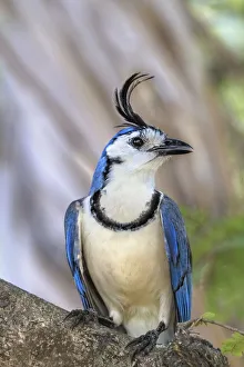 White-throated magpie-jay (Calocitta formosa) Nicoya peninsula, Costa Rica. February White-throated magpie-jay (Calocitta formosa) Nicoya peninsula, Costa Rica. February