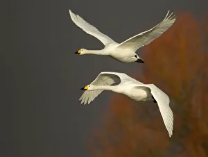 Whooper Swans (Cygnus cygnus) in flight, Caerlaverock WWT, Scotland, Solway, UK, January Whooper Swans (Cygnus cygnus) in flight, Caerlaverock WWT, Scotland, Solway, UK, January