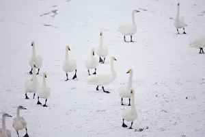 Whooper Swans (Cygnus cygnus) on snow, Caerlaverock WWT, Scotland, Solway, UK, January Whooper Swans (Cygnus cygnus) on snow, Caerlaverock WWT, Scotland, Solway, UK, January