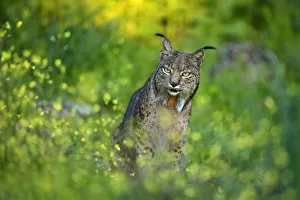 Wild Iberian Lynx (Lynx pardinus) male, Sierra de Andujar Natural Park, Jaen, Andalucia Wild Iberian Lynx (Lynx pardinus) male, Sierra de Andujar Natural Park, Jaen, Andalucia
