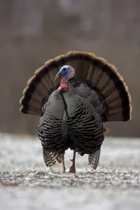Wild Turkey (Meleagris gallopavo) male displaying in early spring, in light snow Wild Turkey (Meleagris gallopavo) male displaying in early spring, in light snow