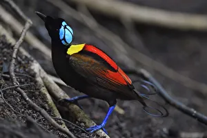 Wilson's bird-of-paradise (Cicinnurus respublica), Waigeo, Raja Ampat, Western Papua Wilson's bird-of-paradise (Cicinnurus respublica), Waigeo, Raja Ampat, Western Papua