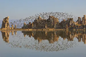 Wilson's Phalaropes (Phalaropus tricolor) flock flying over tufa formations at Wilson's Phalaropes (Phalaropus tricolor) flock flying over tufa formations at