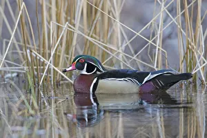 Wood duck (Aix sponsa) male in breeding plumage. Acadia National Park, Maine, USA. April Wood duck (Aix sponsa) male in breeding plumage. Acadia National Park, Maine, USA. April