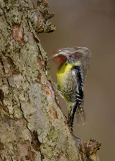 Yellow-bellied Sapsucker (Sphyrapicus varius), male drumming, long exposure, New York Yellow-bellied Sapsucker (Sphyrapicus varius), male drumming, long exposure, New York